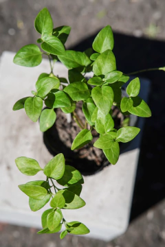 Vinca Major en internet