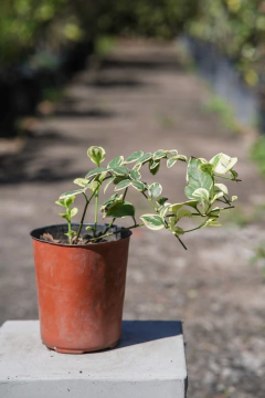 Vinca Major - Viveros El Botánico
