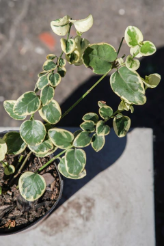 Vinca Major - tienda online