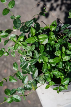 Vinca Menor en internet