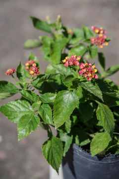 Lantanas - tienda online