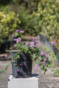 Lantanas - comprar online