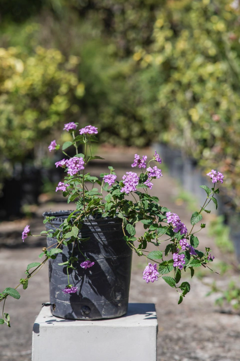 Lantanas - comprar online