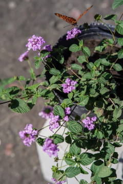 Lantanas en internet