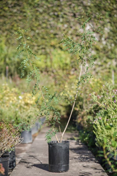 Schinus Terebinthifolia - comprar online