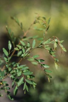 Schinus Terebinthifolia en internet