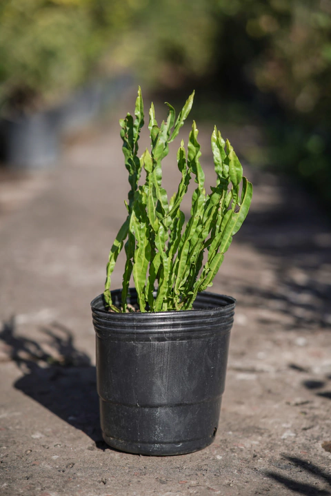 Carqueja (Baccharis Trimera) - comprar online