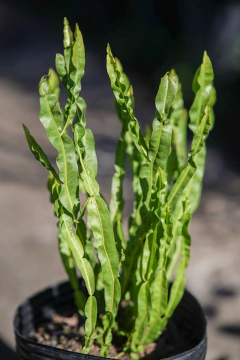 Carqueja (Baccharis Trimera) en internet