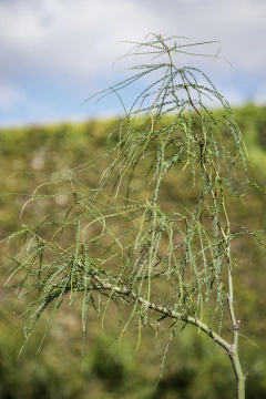 Parkinsonia Aculeata Cina-Cina en internet