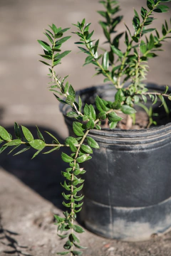 Quebracho Blanco en internet