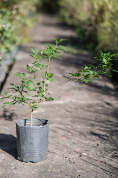 Chal-Chal (Allophylus Edulis) - comprar online