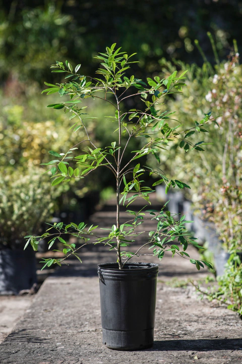 Guayabo Amarillo (Psidium Cattleianum) - comprar online