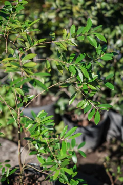 Guayabo Amarillo (Psidium Cattleianum) en internet