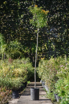 Tecoma Stans - comprar online