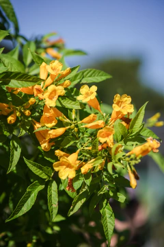 Tecoma Stans en internet