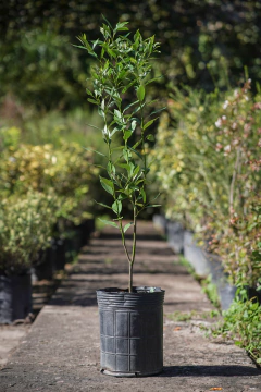 Ocotea (Laurel Criollo) - comprar online