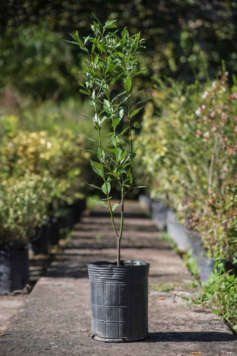 Ocotea (Laurel Criollo) - comprar online