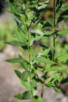 Ocotea (Laurel Criollo) en internet
