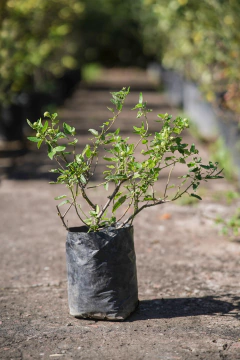 Pavonia Hastata - comprar online