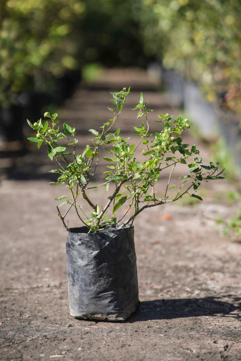 Pavonia Hastata - comprar online