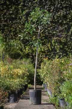 Ceibo (Erythrina Crista Galli) - comprar online