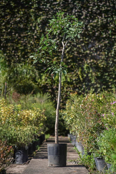 Ceibo (Erythrina Crista Galli) - comprar online