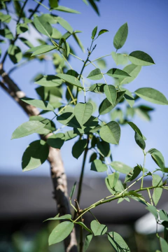 Ceibo (Erythrina Crista Galli) en internet