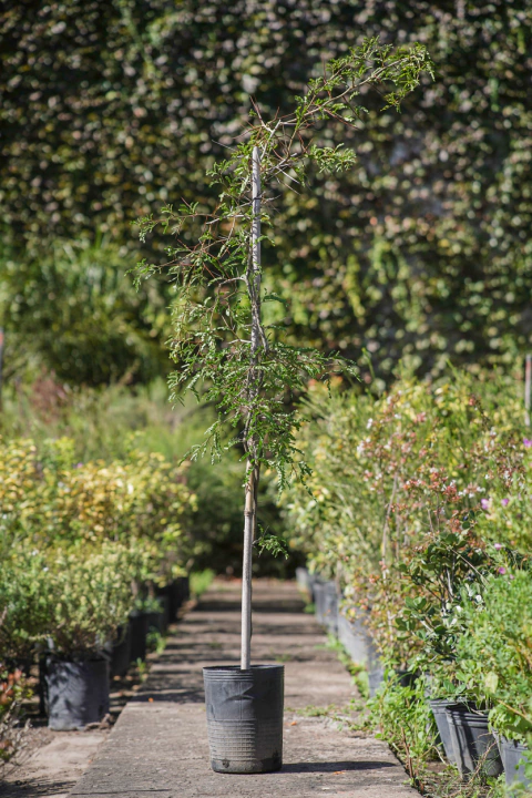 Gleditsia Amorphoides (Espina de Cristo) - comprar online