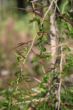 Gleditsia Amorphoides (Espina de Cristo) en internet