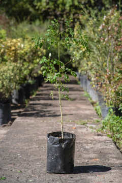 Moringa Oleifera - comprar online