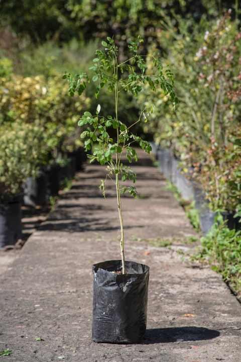 Moringa Oleifera - comprar online