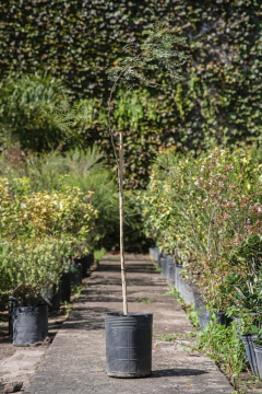 Caesalpinia (Barba de chivo) - comprar online