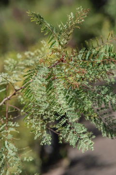 Caesalpinia (Barba de chivo) en internet