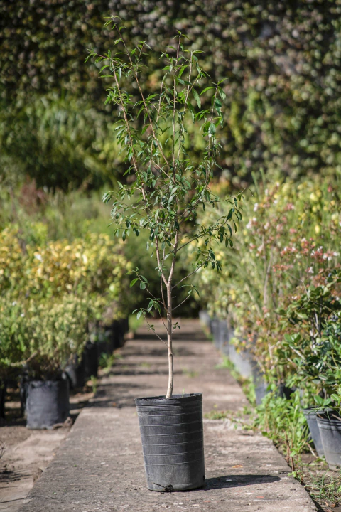 Terminalia Australis (Palo Amarillo) - comprar online