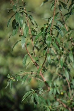 Terminalia Australis (Palo Amarillo) en internet