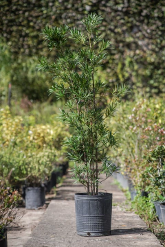 Podocarpus Macrophylla - comprar online