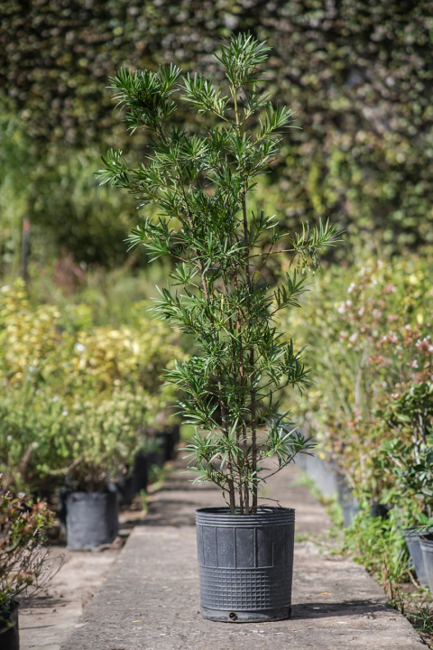 Podocarpus Macrophylla - comprar online