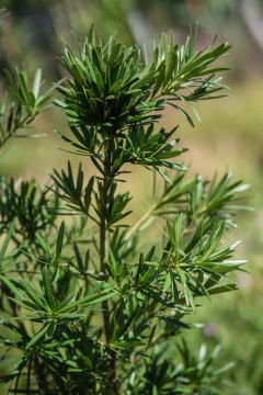 Podocarpus Macrophylla - Viveros El Botánico