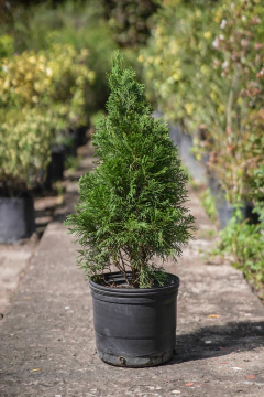 Thuja Smaragd - comprar online