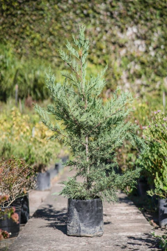 Cupressus Laylandii - comprar online
