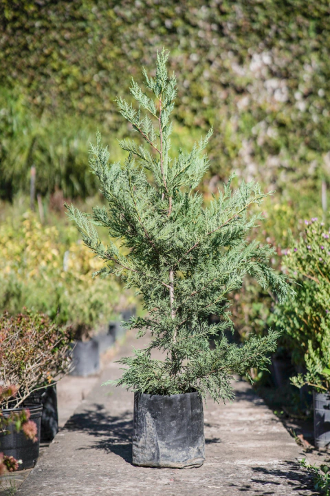 Cupressus Laylandii - comprar online