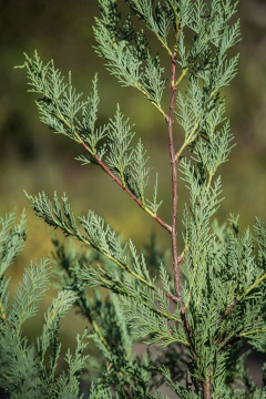 Cupressus Laylandii en internet