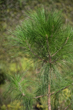 Pinus Elliotti en internet