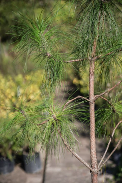 Pinus Elliotti - Viveros El Botánico