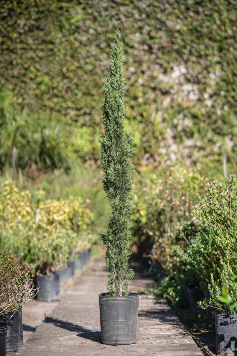 Cupressus Sempervirens Stricta Totem - comprar online