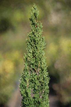 Cupressus Sempervirens Stricta Totem en internet