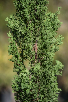 Cupressus Sempervirens Stricta Totem - Viveros El Botánico