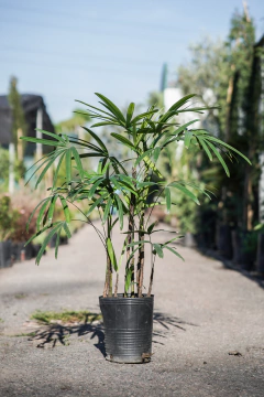 Raphis - comprar online