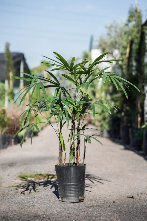 Raphis - comprar online