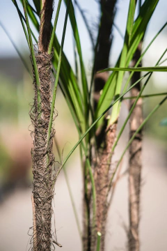 Raphis - tienda online